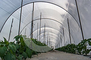 Pepper crops in greenhouse