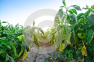 Pepper disease is caused by the Phytophthora infestans virus. Agriculture, farming, crops. disease of vegetables on the field photo