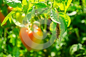 Pepper disease is caused by the Phytophthora infestans virus. vegetables on the field photo