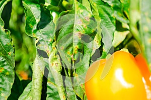 Pepper disease is caused by the Phytophthora infestans virus. vegetables on the field photo