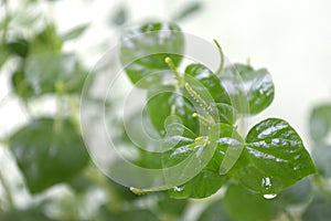 Pepper elder, Peperomia pellucida