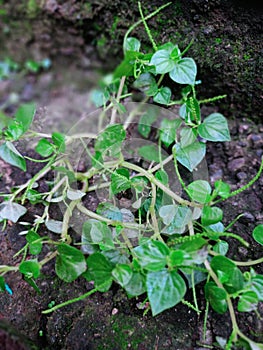 Pepper Elder, shining bush plant, Paperonia pellucida