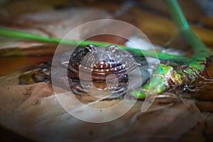 Pepper Frog or Labyrinth Frog