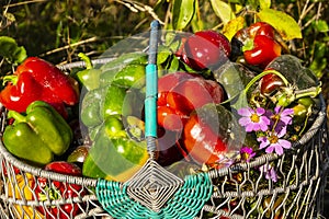 Pepper fruits in a basket