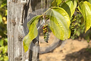 Pepper Garden in Phu Quoc Vietnam