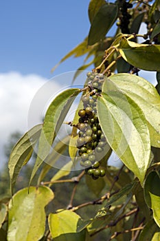 Pepper Garden in Phu Quoc Vietnam