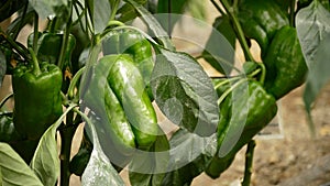 Pepper green fruit hanging at branch of plants in greenhouse