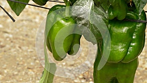 Pepper green fruit hanging at branch of plants in greenhouse