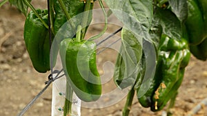 Pepper green fruit hanging at branch of plants in greenhouse