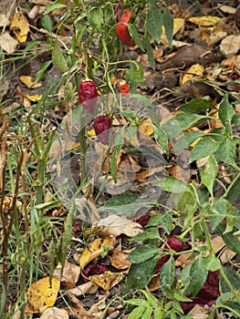 Red pepper in a haulm
