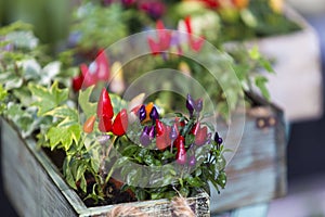 Green and red small chili pepper