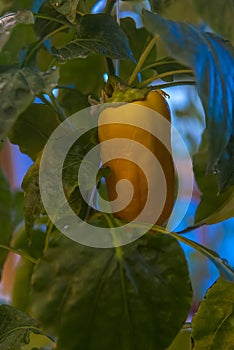 Pepper in a greenhouse on a bush