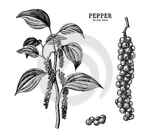 Pepper hand draw vintage clip art isolated on white background
