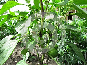 Pepper on a kitchen garden