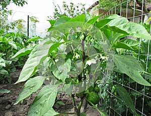 Pepper on a kitchen garden