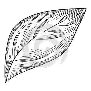 Pepper leaf icon outline, hand drawn vector. Green spicy