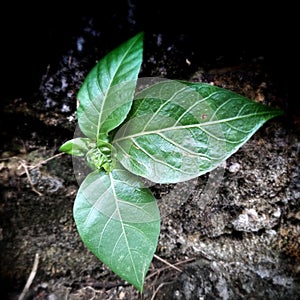 Pepper leaves