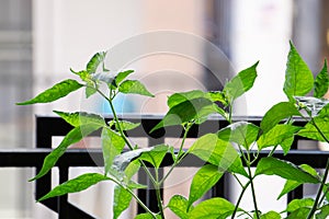 Pepper leaves grow in the eaves.