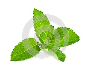 Pepper mint leaves