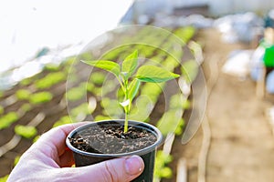 Pepper in a peat cup in the farmer& x27;s hand. Transplanting seedlings in a greenhouse.