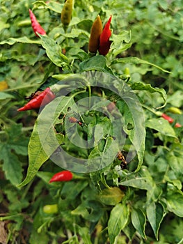 ripe chili fruit and there are chili leaf eaters photo