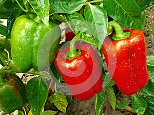 Pepper plant