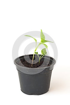 Pepper plant