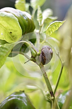 Pepper plant (Capsicum) with a snail