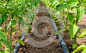 Pepper plant and drip irrigation