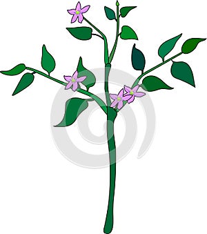 Pepper plant with flowers and green leaves isolated on white