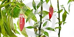 Pepper plant with fresh red hot chilli peppers growing in plastic pot