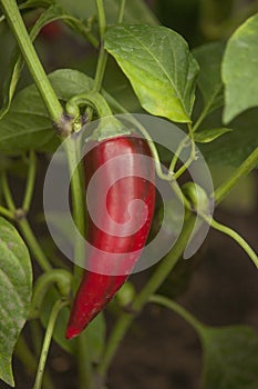 Pepper plant on the garden