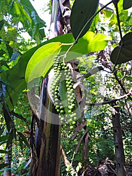 Pepper plant in Goa, India