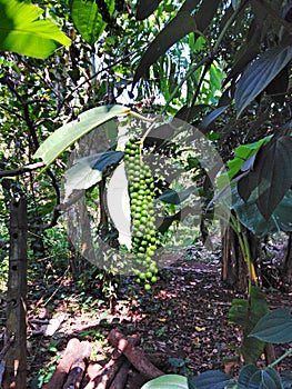 Pepper plant in Goa, India