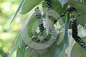 Pepper on pepper plant