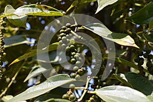 Pepper plant