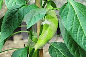 Pepper plant