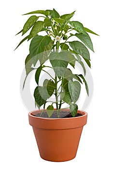 Pepper Plant isolated