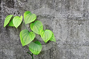 Pepper plant on the old cement wall