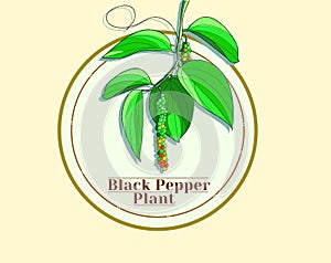 Pepper plant with peppercorns, raw spices