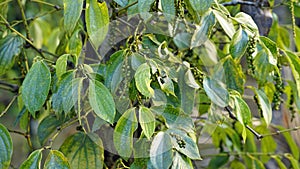 pepper plant on phu quoc