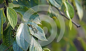 pepper plant on phu quoc