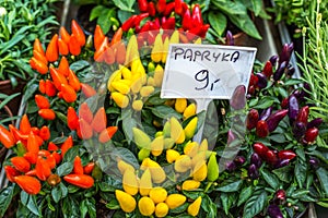 A pepper-plant with red and green peppers