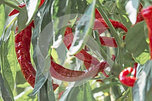 Pepper plant with red pepper pods