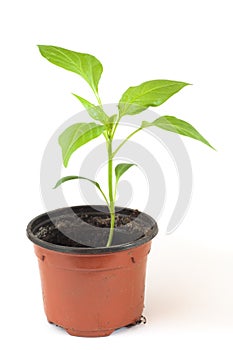 Pepper plant