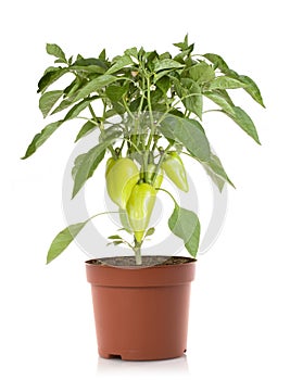 Pepper plant vegetables