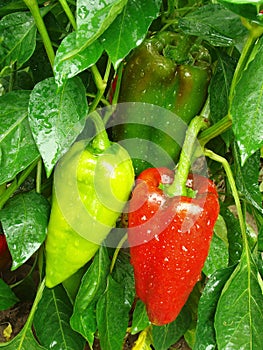 Pepper plant after watering