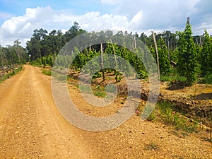 Pepper plantations in the dry season