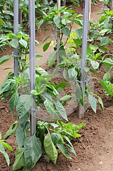 Pepper plants