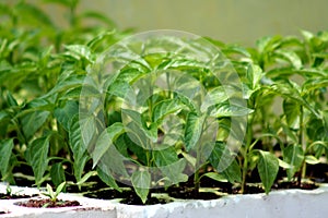 Pepper plants
